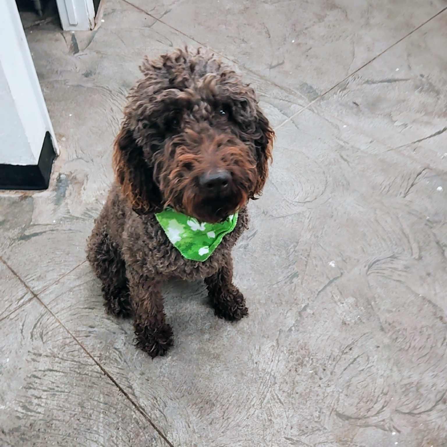 Dog for adoption Stormie, a Labradoodle in Roosevelt, UT Petfinder