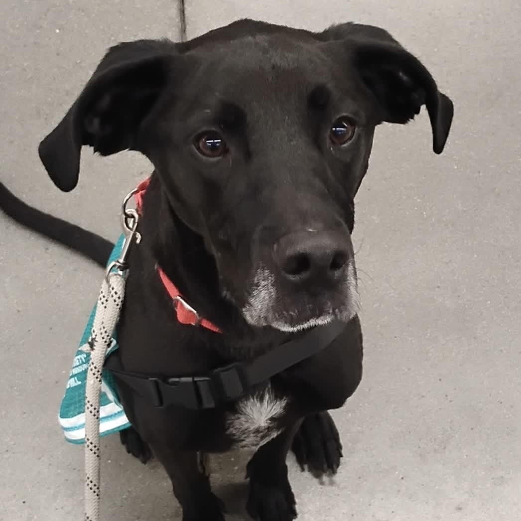 Abu, an adoptable Labrador Retriever, Pointer in Springfield, MO, 65803 | Photo Image 3