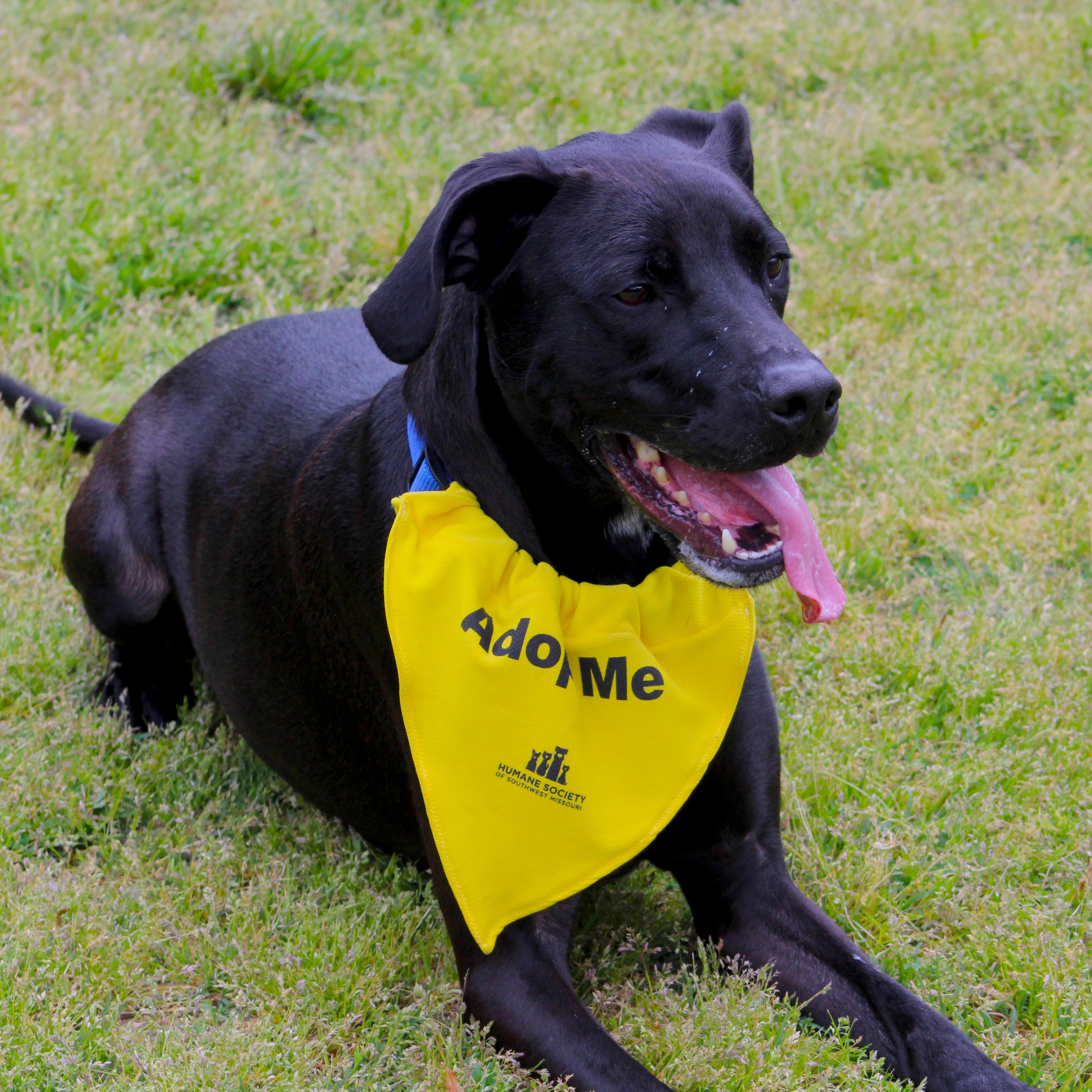 Abu, an adoptable Labrador Retriever, Pointer in Springfield, MO, 65803 | Photo Image 1