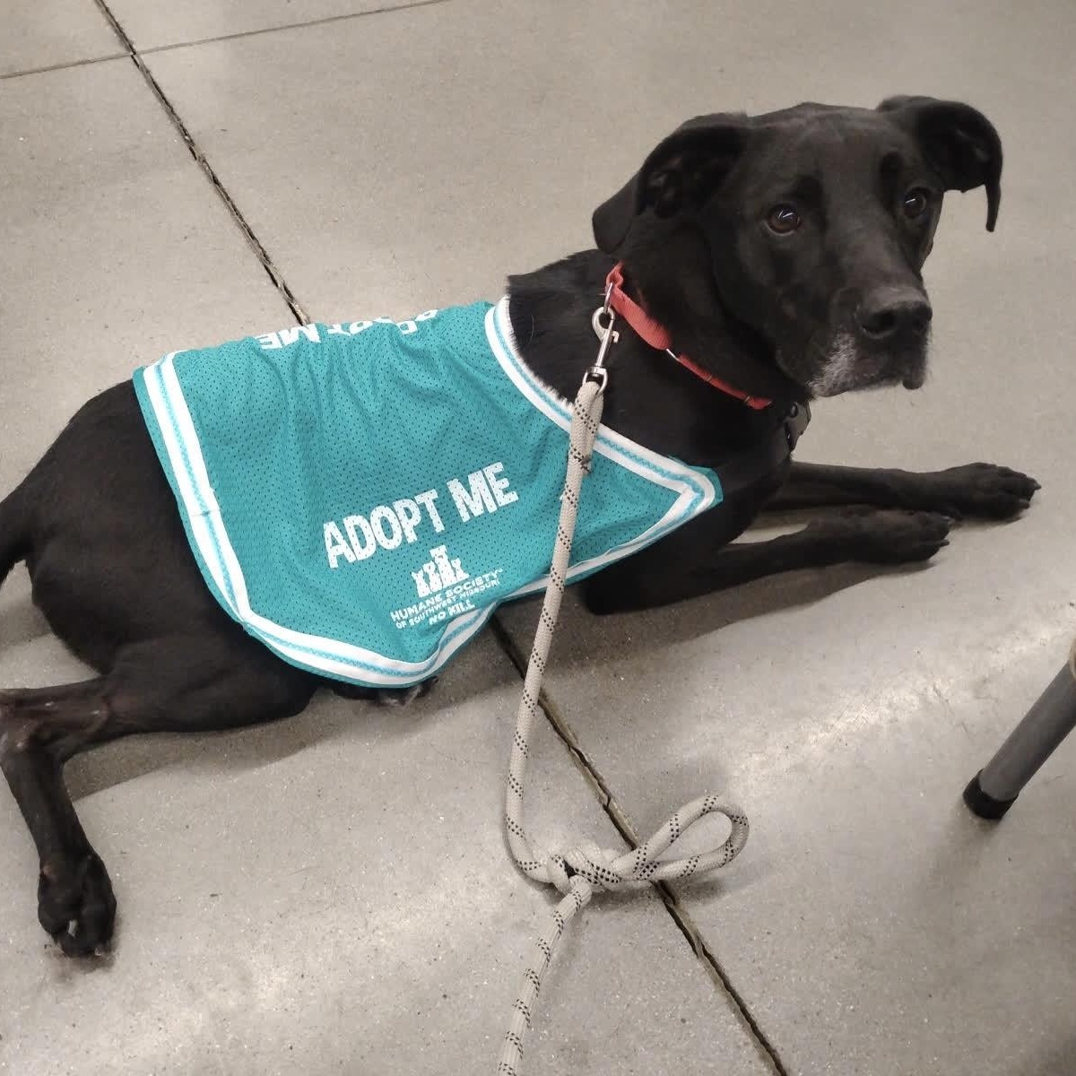 Abu, an adoptable Labrador Retriever, Pointer in Springfield, MO, 65803 | Photo Image 1