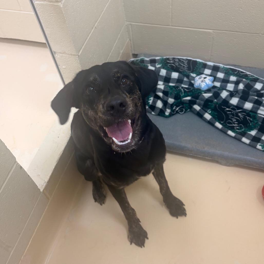 Draco, Adoptable, Young Male Mixed Breed.