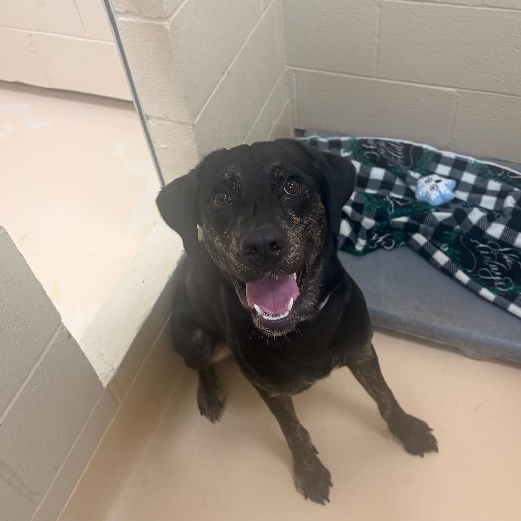 Draco, a Adoptable Mixed Breed in Winston-Salem, NC image 2/3