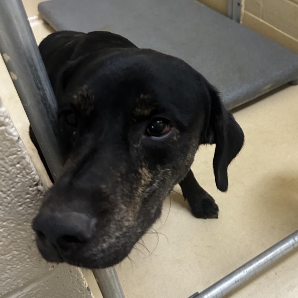 Draco, a Adoptable Mixed Breed in Winston-Salem, NC image 3/3