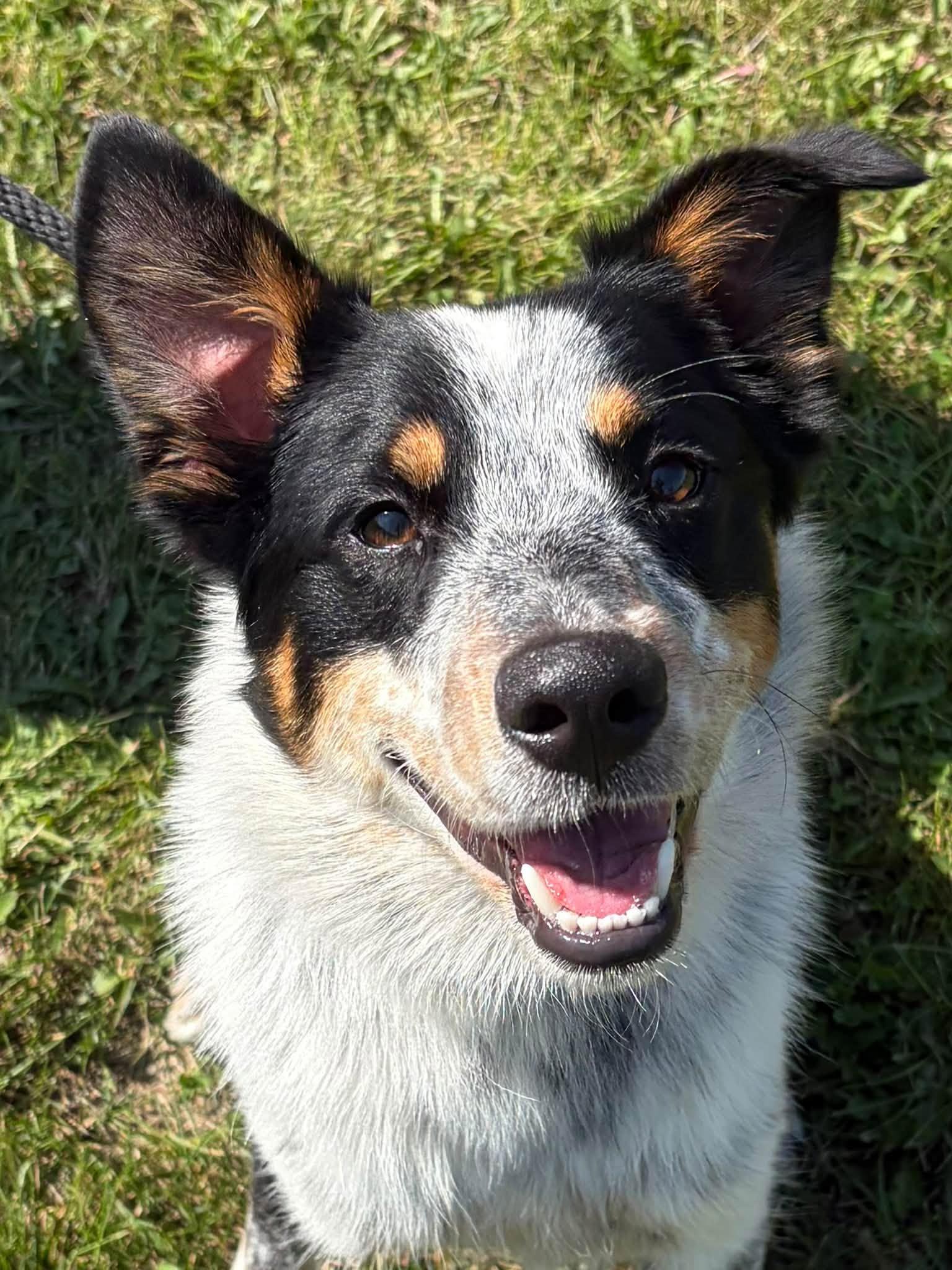 Enlarge Levi, a Adopted mixed breed in Winchester, VA image 1/5