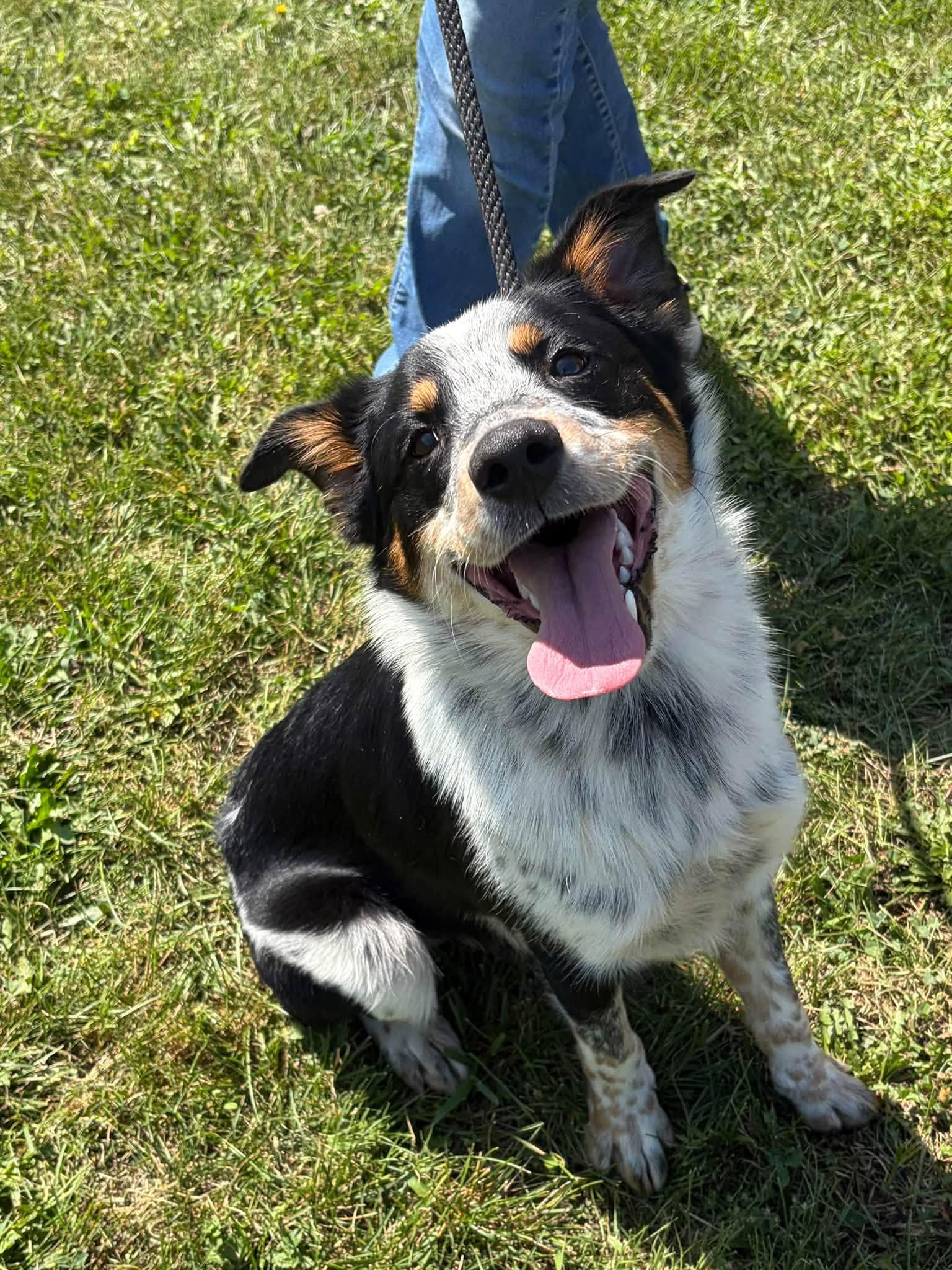 Enlarge Levi, a Adopted mixed breed in Winchester, VA image 2/5