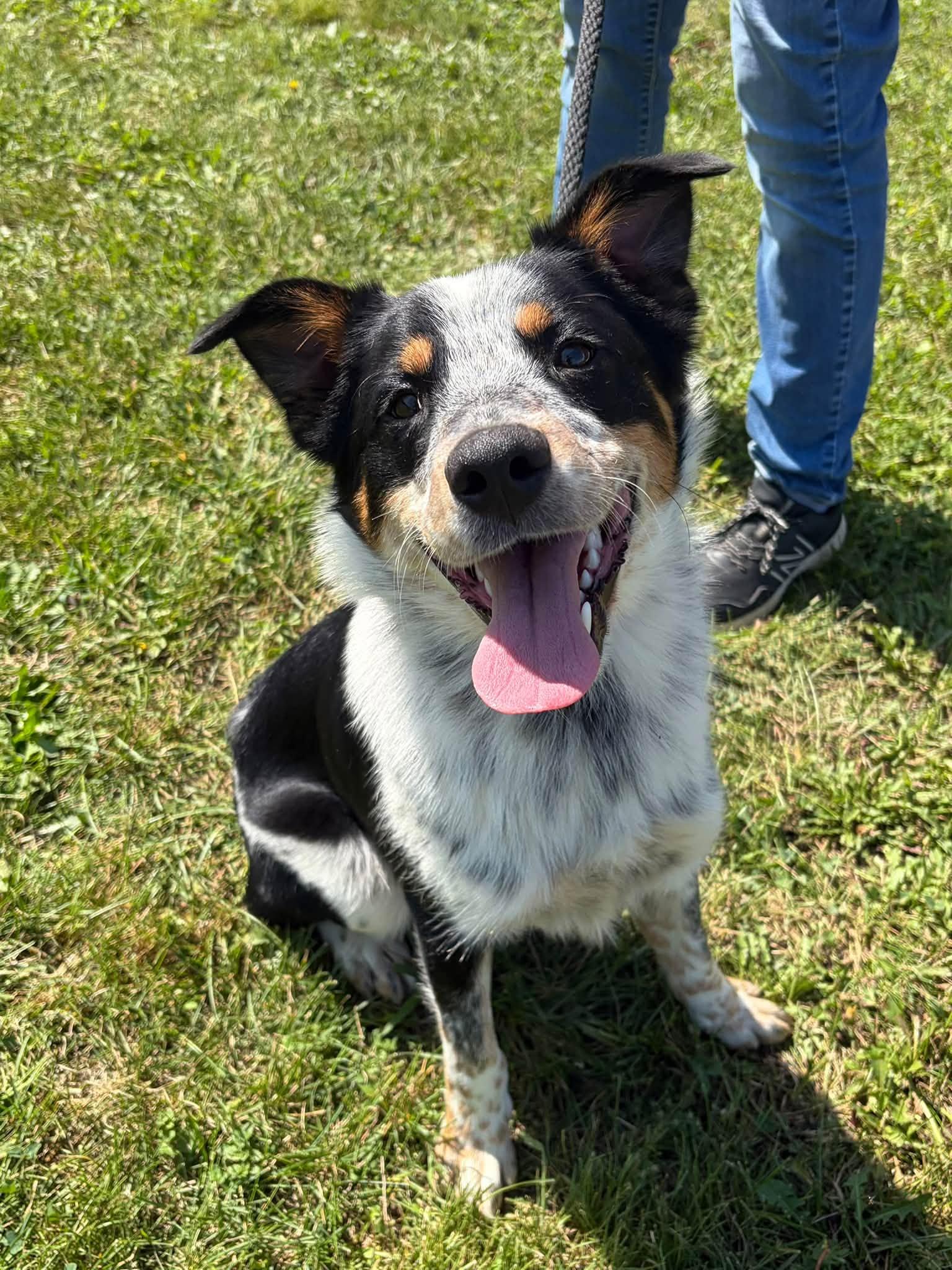 Enlarge Levi, a Adopted mixed breed in Winchester, VA image 3/5