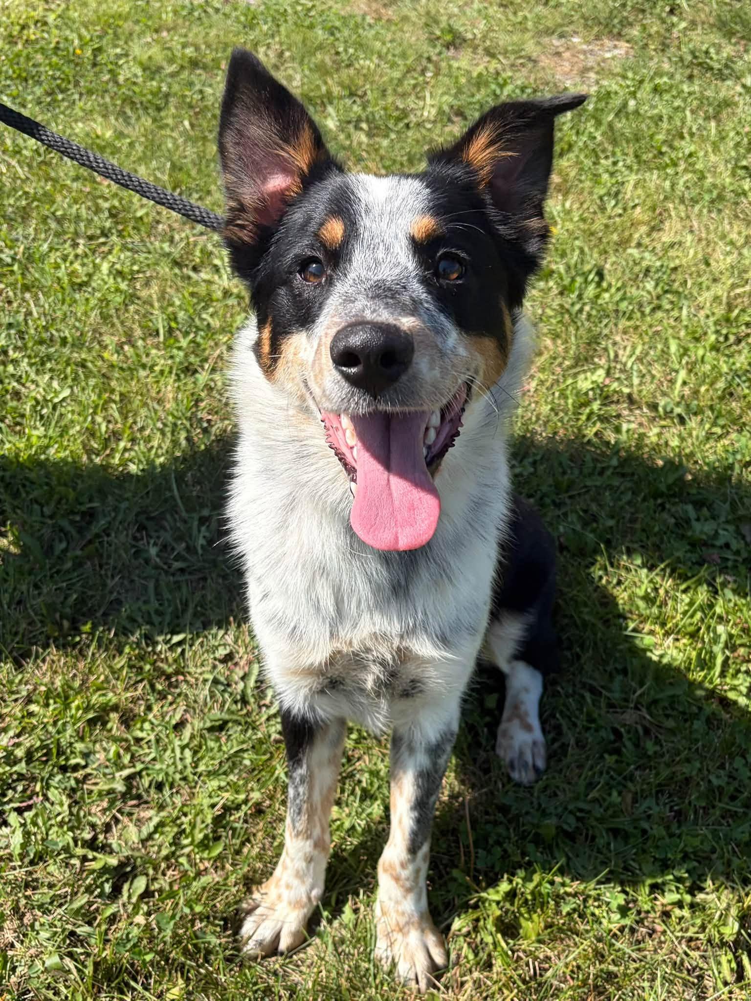 Enlarge Levi, a Adopted mixed breed in Winchester, VA image 4/5