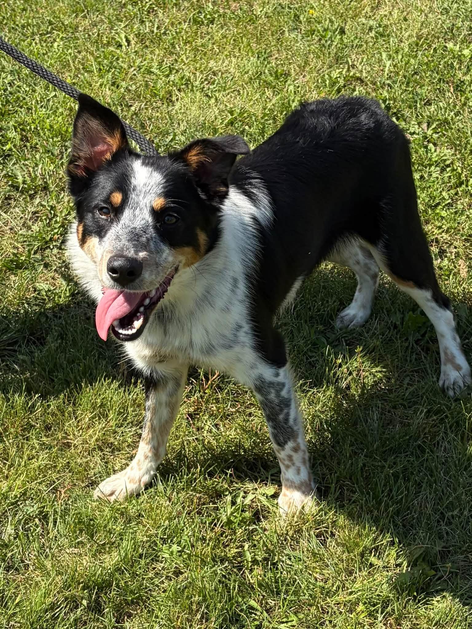 Enlarge Levi, a Adopted mixed breed in Winchester, VA image 5/5