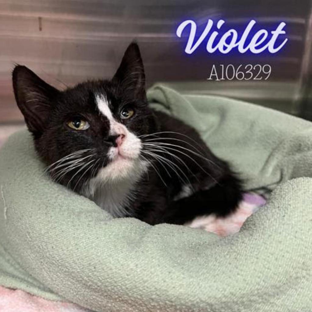 Violet, Adoptable, Adult Female Domestic Short Hair.