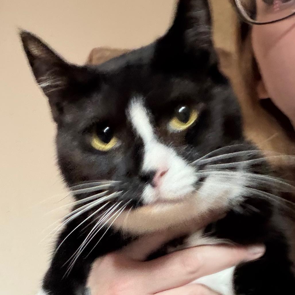 Enlarge Violet, a Adoptable Domestic Short Hair in Simi Valley, CA image 2/3