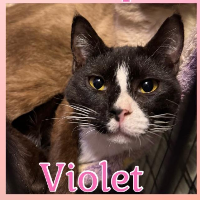 Enlarge Violet, a Adoptable Domestic Short Hair in Simi Valley, CA image 3/3