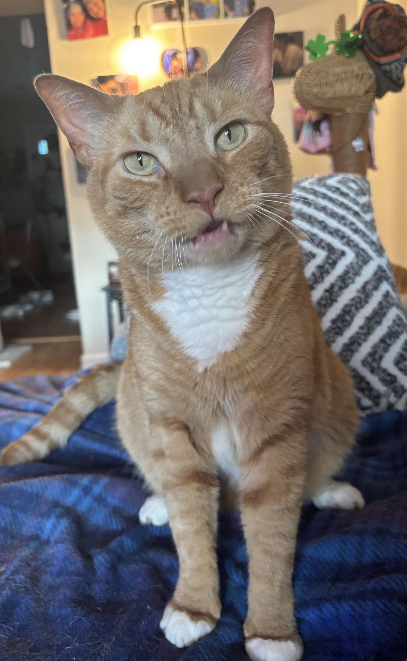 Enlarge Diesel, Willow Grove Area, (FCID 04/13/2018-101)SN, a Adoptable Domestic Short Hair in Willow Grove, PA image 3/3