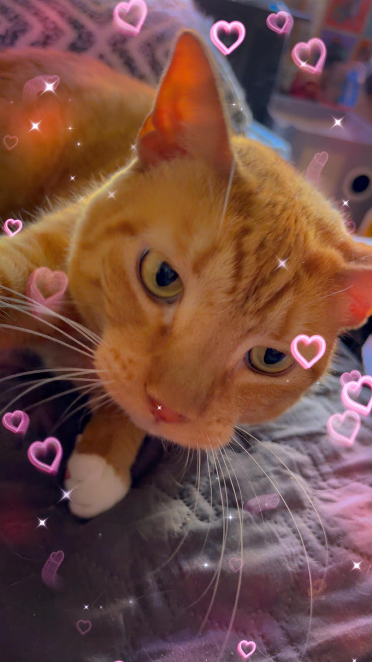 Enlarge Diesel, Willow Grove Area, (FCID 04/13/2018-101)SN, a Adoptable Domestic Short Hair in Willow Grove, PA image 1/3