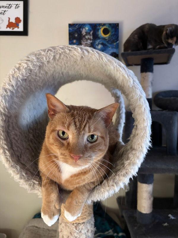 Enlarge Diesel, Willow Grove Area, (FCID 04/13/2018-101)SN, a Adoptable Domestic Short Hair in Willow Grove, PA image 2/3