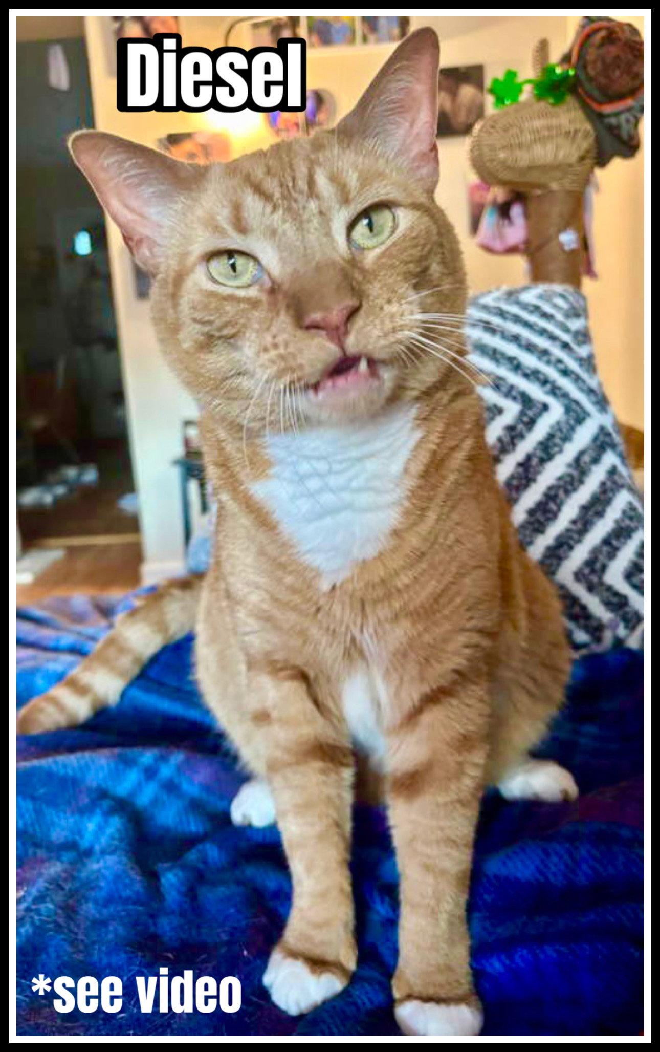 Diesel, Willow Grove Area, (FCID 04/13/2018-101)SN, Adoptable, Senior Male Domestic Short Hair.