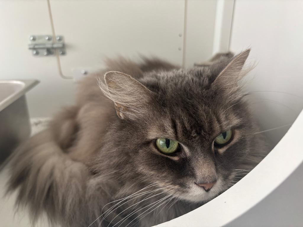 Angel, Adoptable, Senior Female Domestic Long Hair.