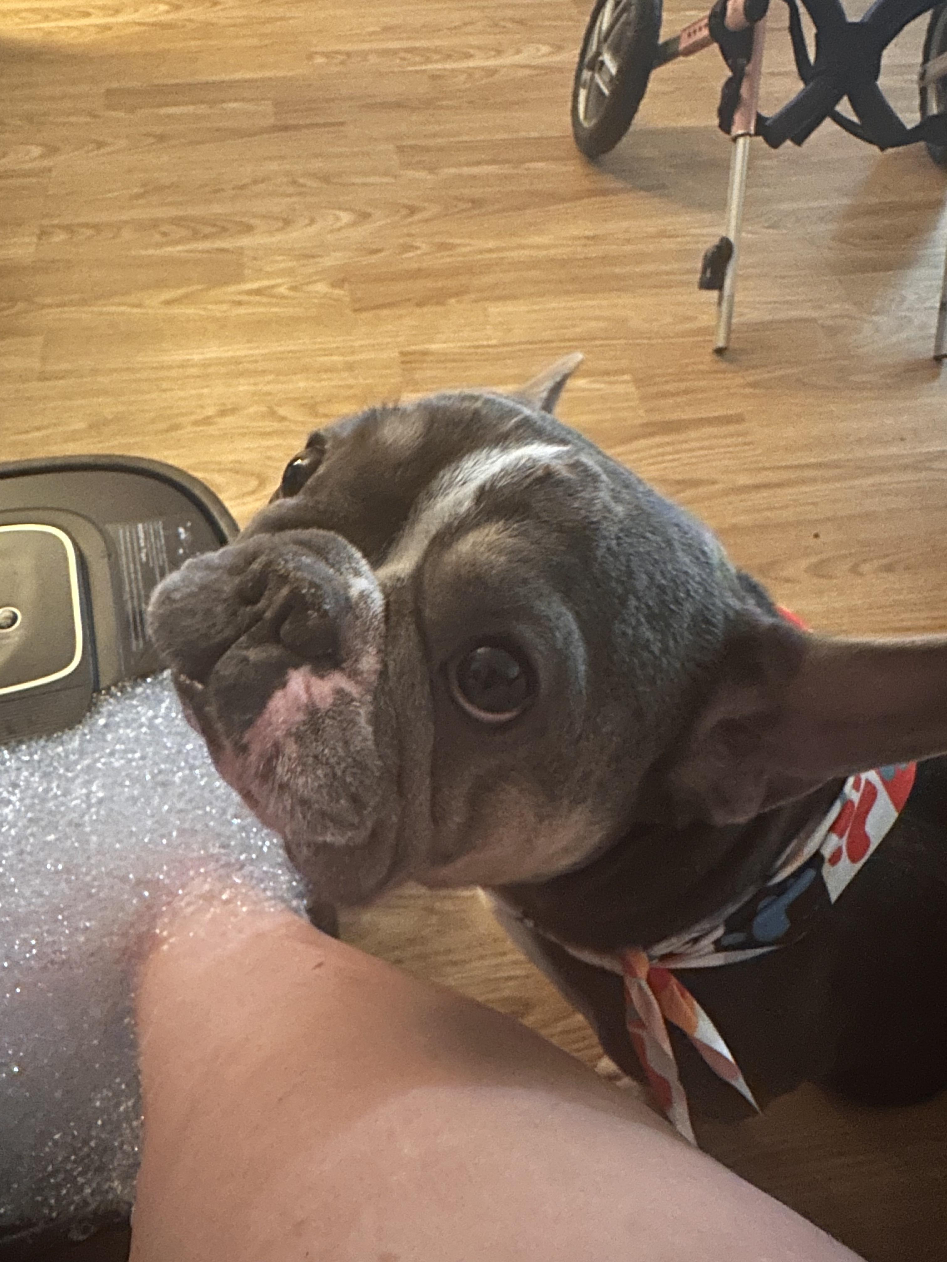 Meco, Adoptable, Adult Male French Bulldog.