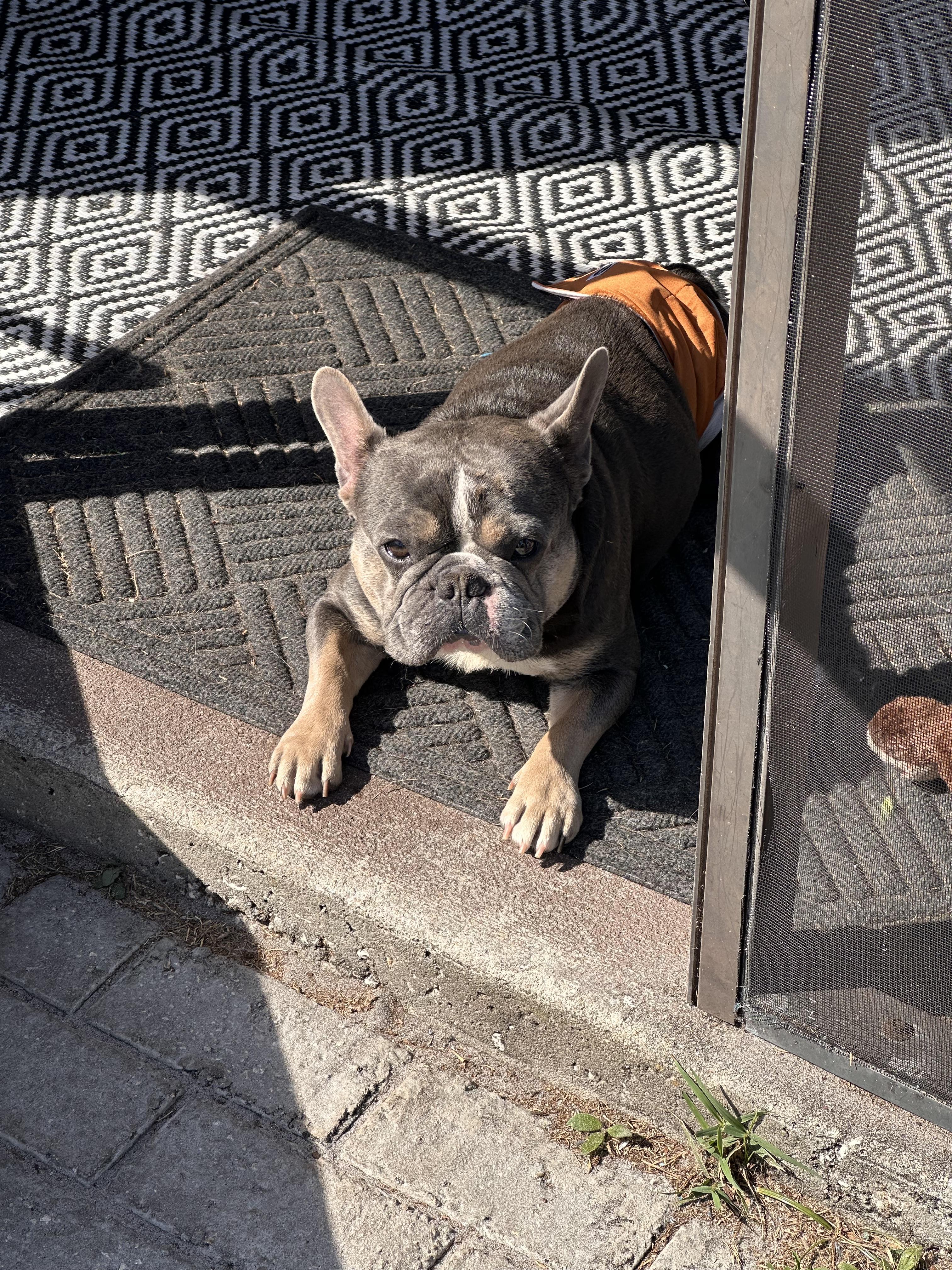 Enlarge Meco, a Adoptable French Bulldog in PALM BAY, FL image 5/6