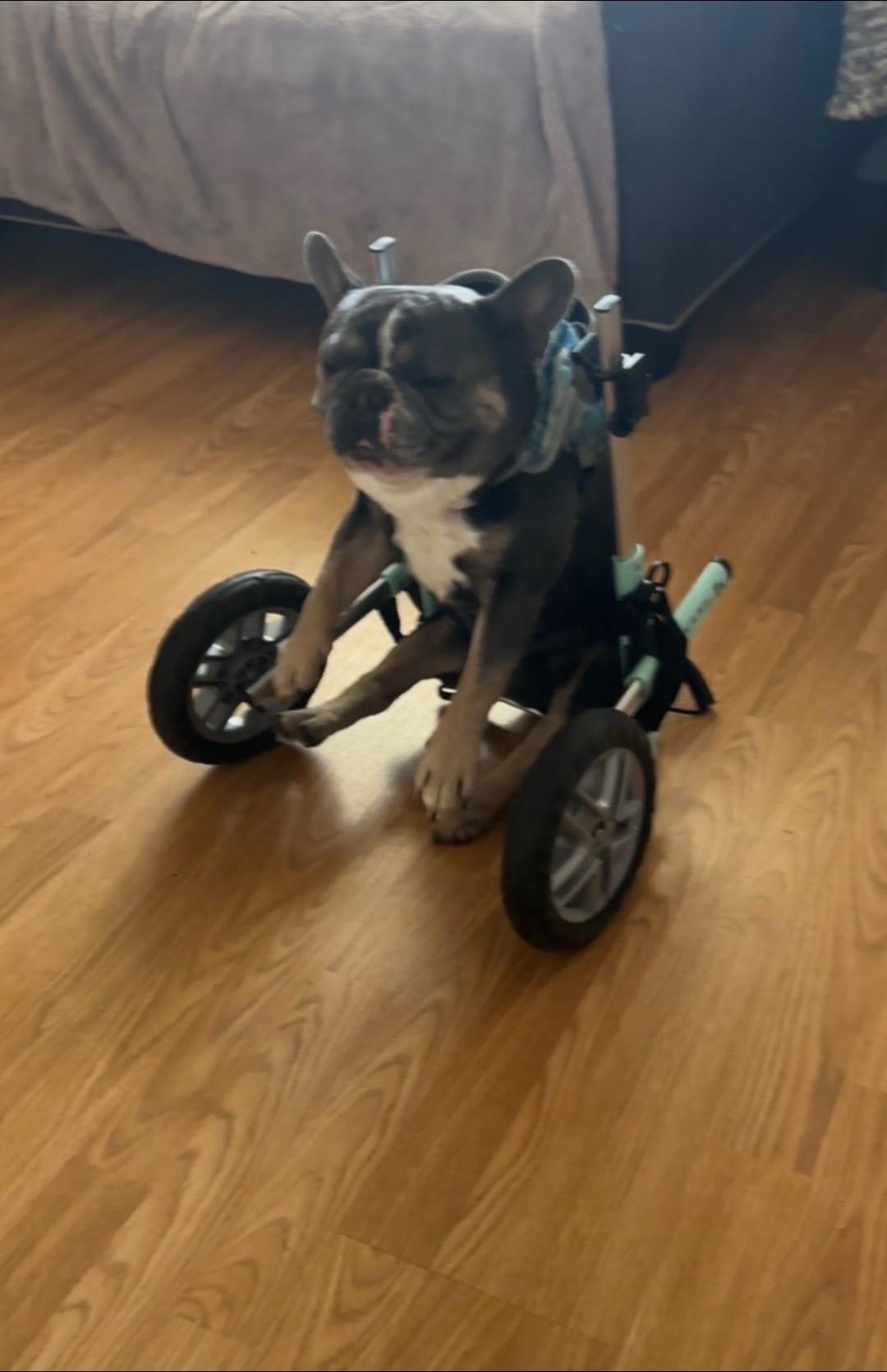 Enlarge Meco, a Adoptable French Bulldog in PALM BAY, FL image 2/2