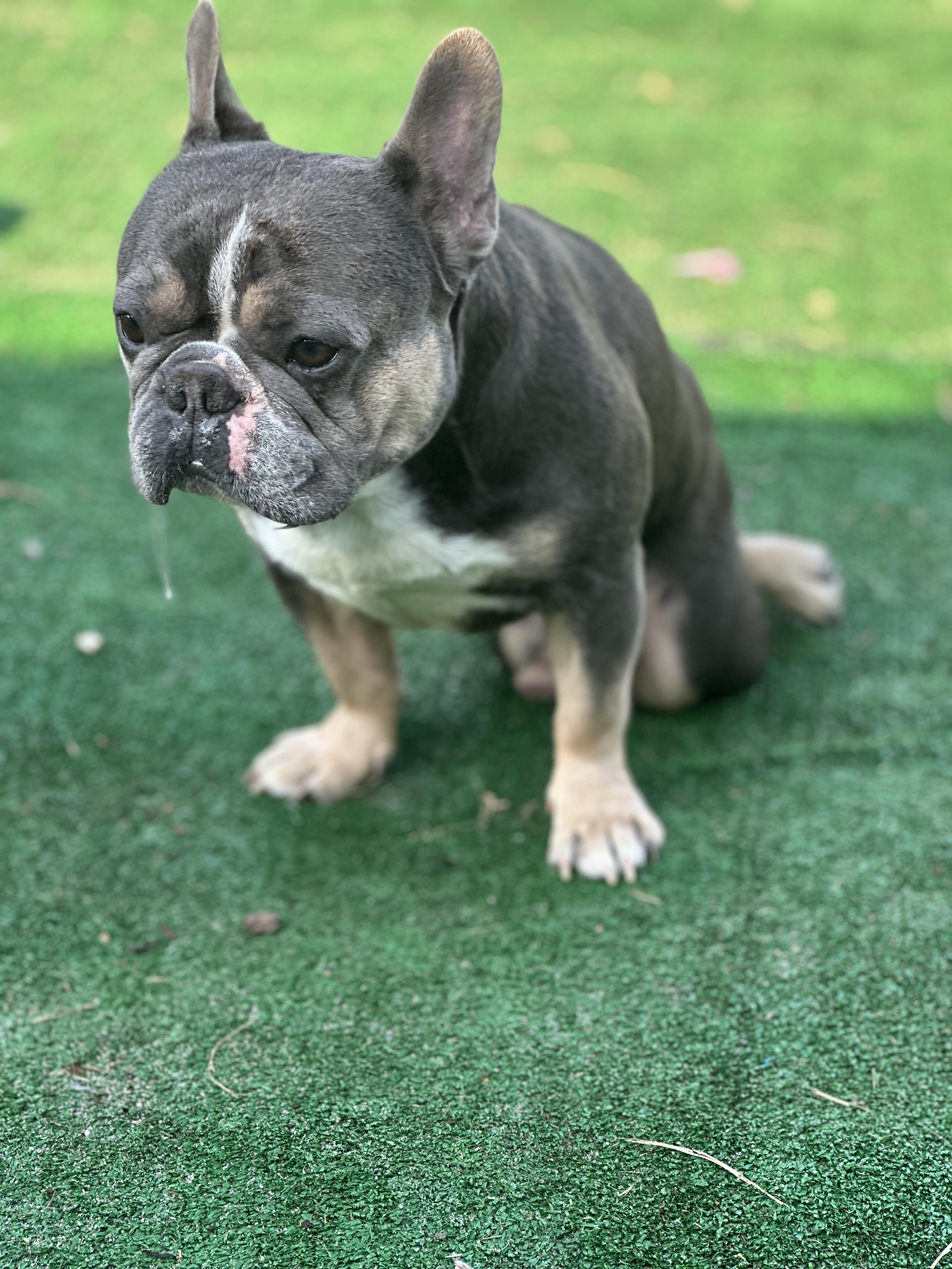 Enlarge Meco, a Adoptable French Bulldog in PALM BAY, FL image 6/6