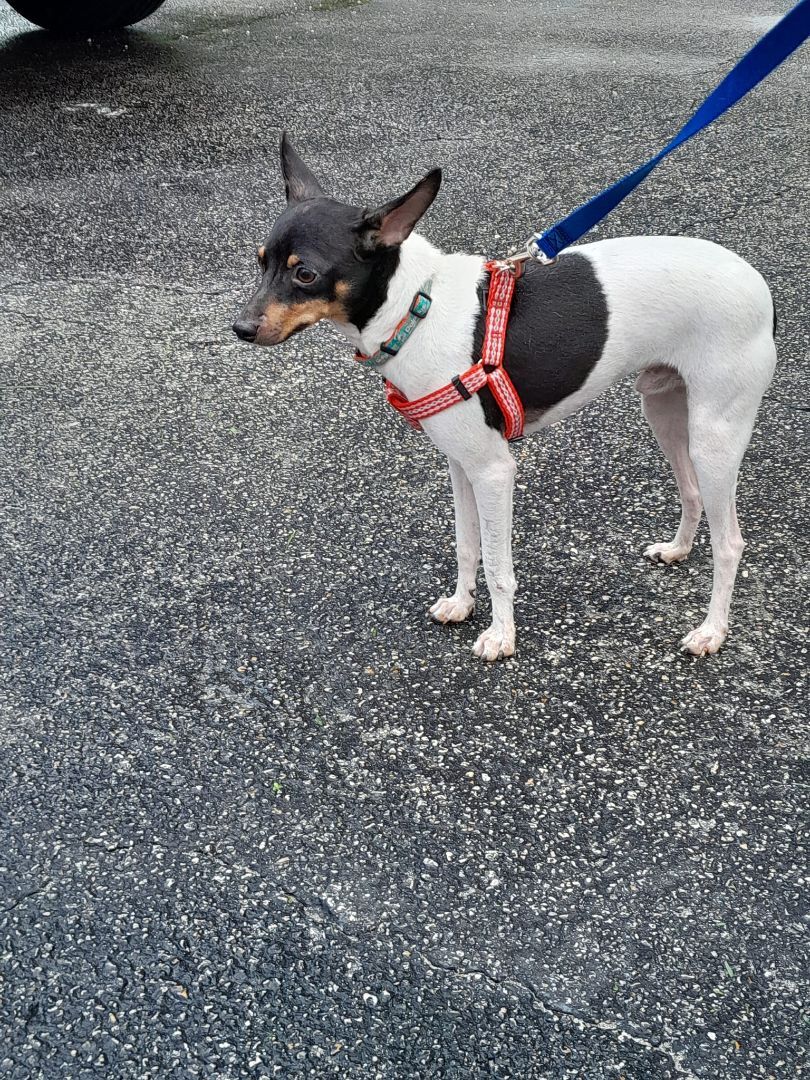 Chowder, Adoptable, Young Male Fox Terrier.