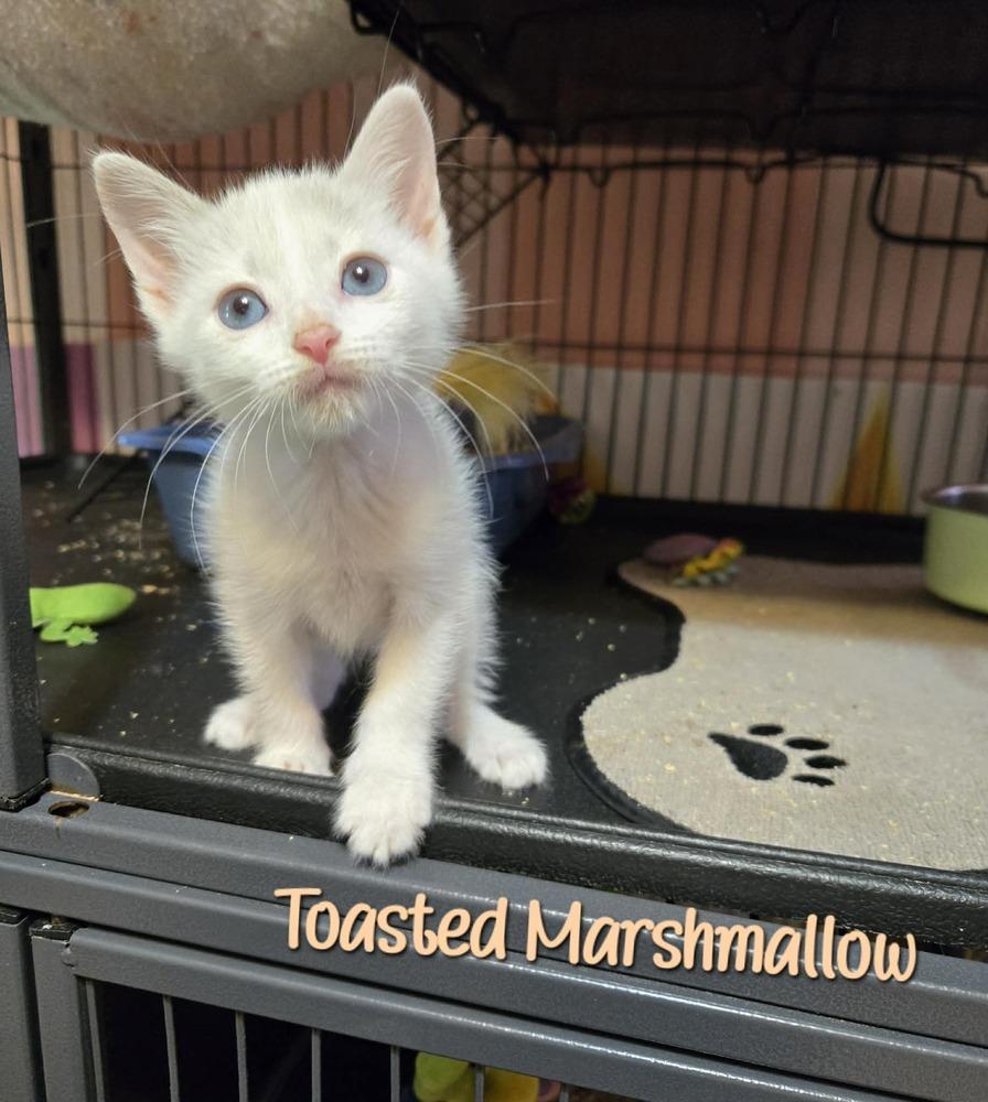 Toasted Marshmallow, Adoptable, Kitten Male Domestic Short Hair.