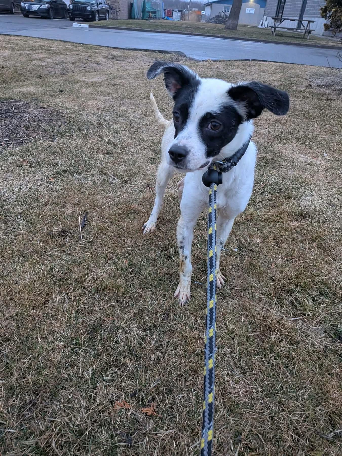 Enlarge Tabitha, a ADOPTABLE mixed breed in Vaudreuil-Dorion, QC image 1/1