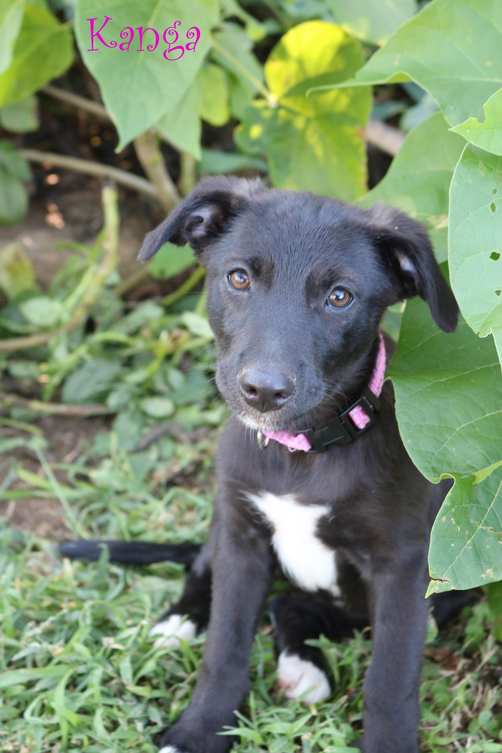 Enlarge Kanga 5AcreWood *LOCAL*, a Adoptable mixed breed in Wakefield, RI image 1/3