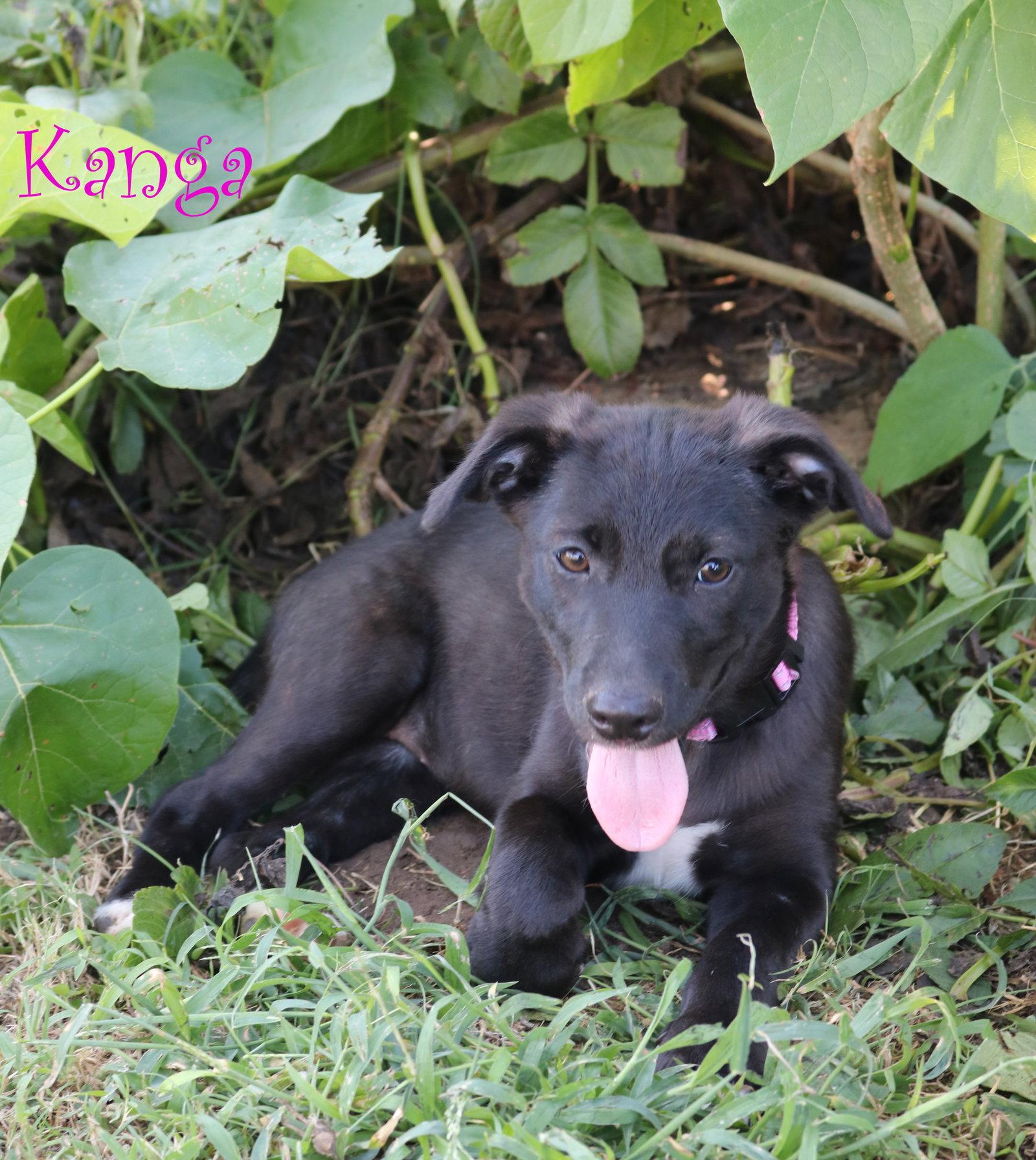 Enlarge Kanga 5AcreWood *LOCAL*, a Adoptable mixed breed in Wakefield, RI image 2/3