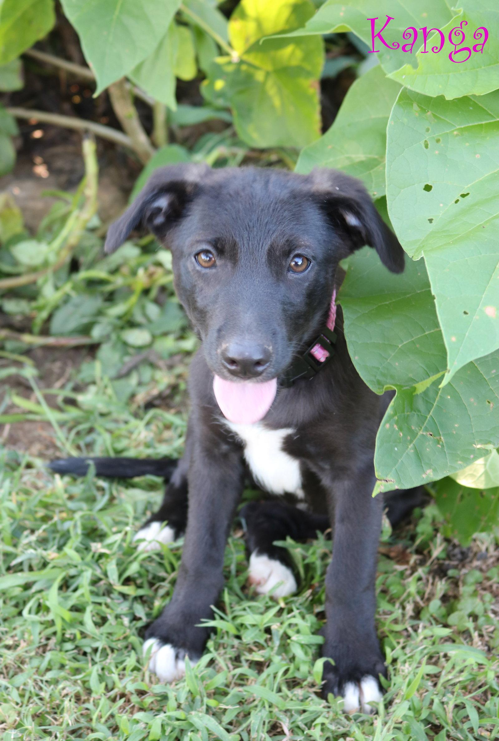 Enlarge Kanga 5AcreWood *LOCAL*, a Adoptable mixed breed in Wakefield, RI image 3/3