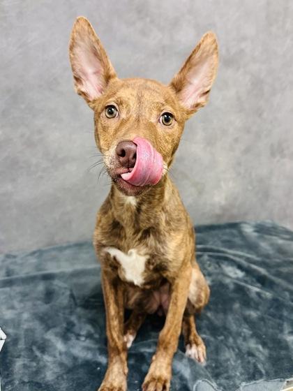 Enlarge Brownie, a Adoptable mixed breed in Cedar Hill, TX image 2/3