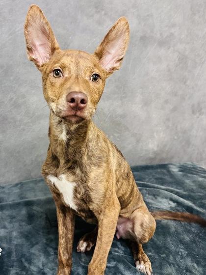 Enlarge Brownie, a Adoptable mixed breed in Cedar Hill, TX image 3/3