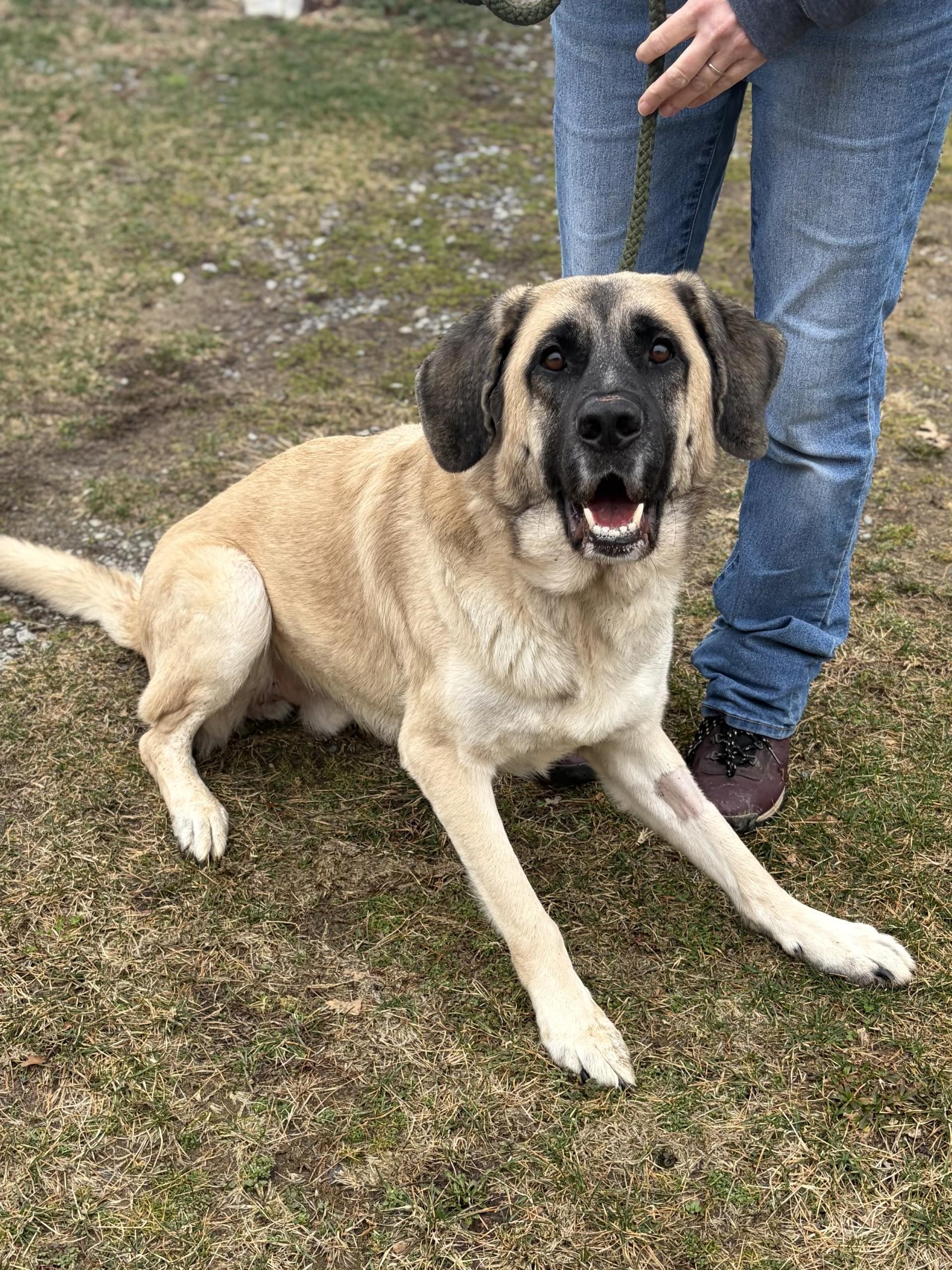 Enlarge Disel, a ADOPTABLE mixed breed in Winchester, VA image 5/5