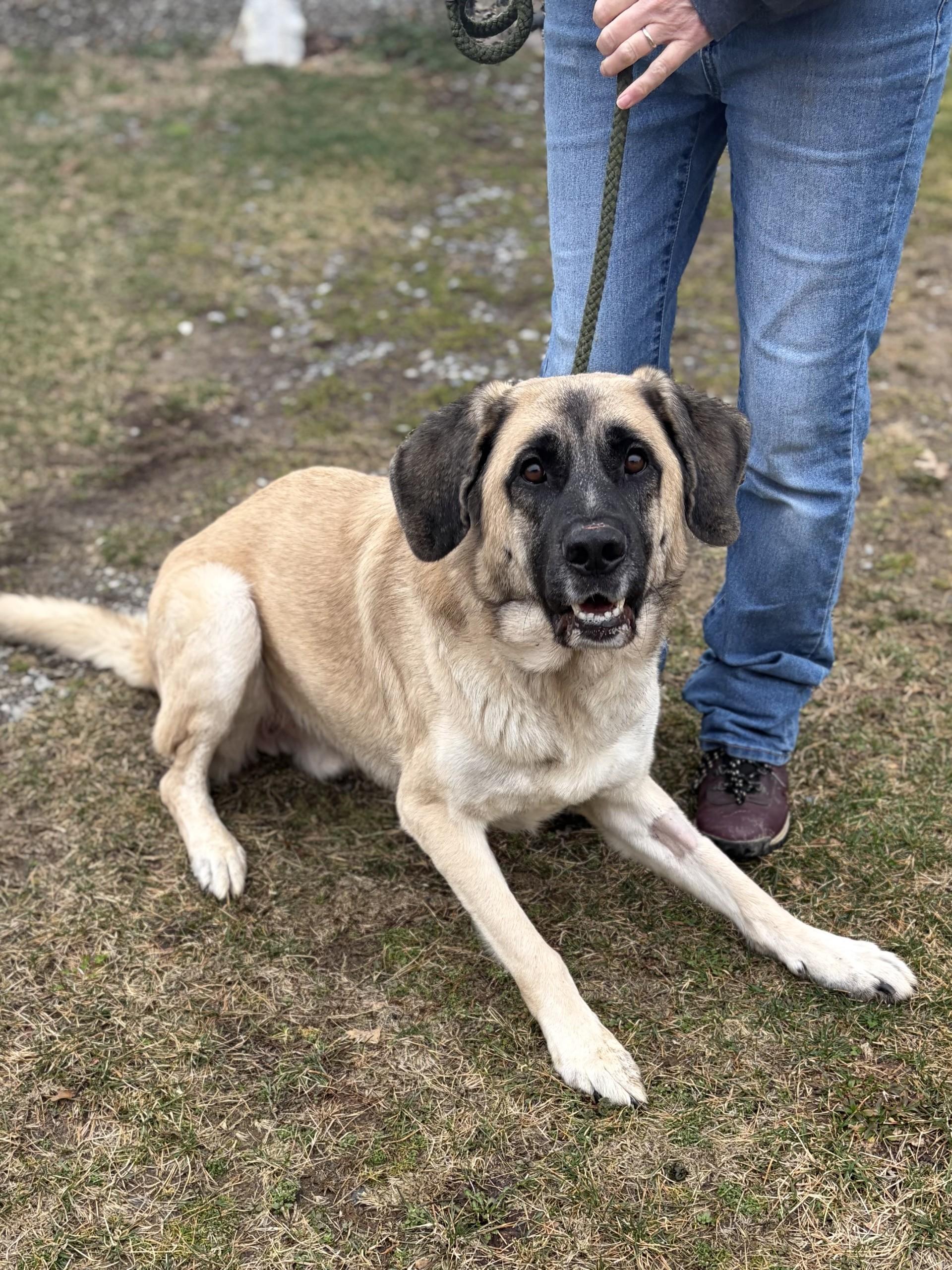 Enlarge Disel, a ADOPTABLE mixed breed in Winchester, VA image 4/5