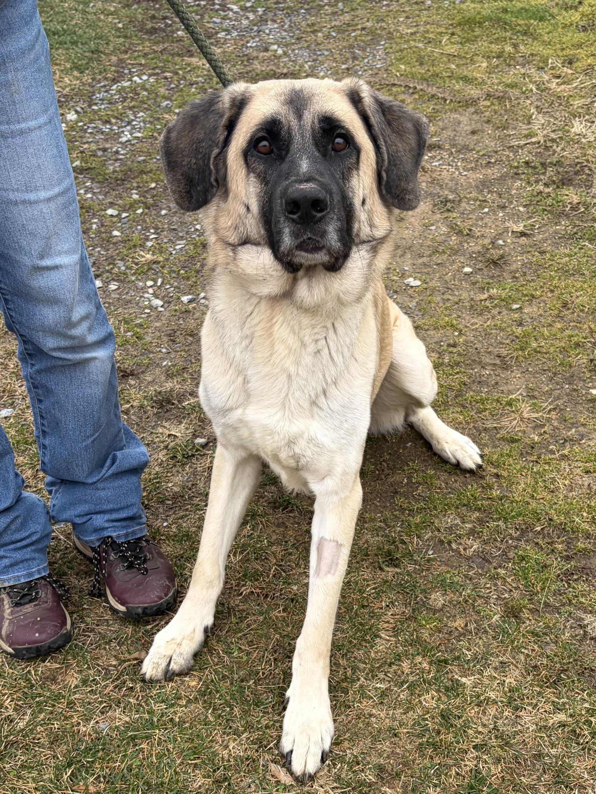 Enlarge Disel, a ADOPTABLE mixed breed in Winchester, VA image 3/5