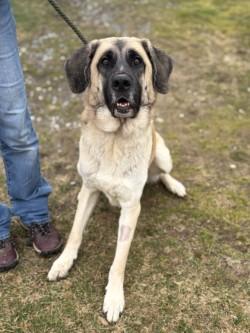 Enlarge Disel, a ADOPTABLE mixed breed in Winchester, VA image 2/5