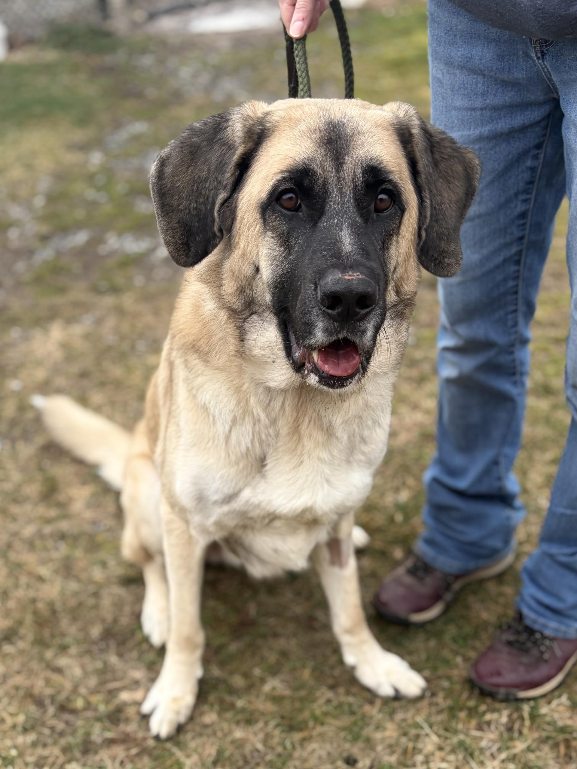 Enlarge Disel, a ADOPTABLE mixed breed in Winchester, VA image 1/5