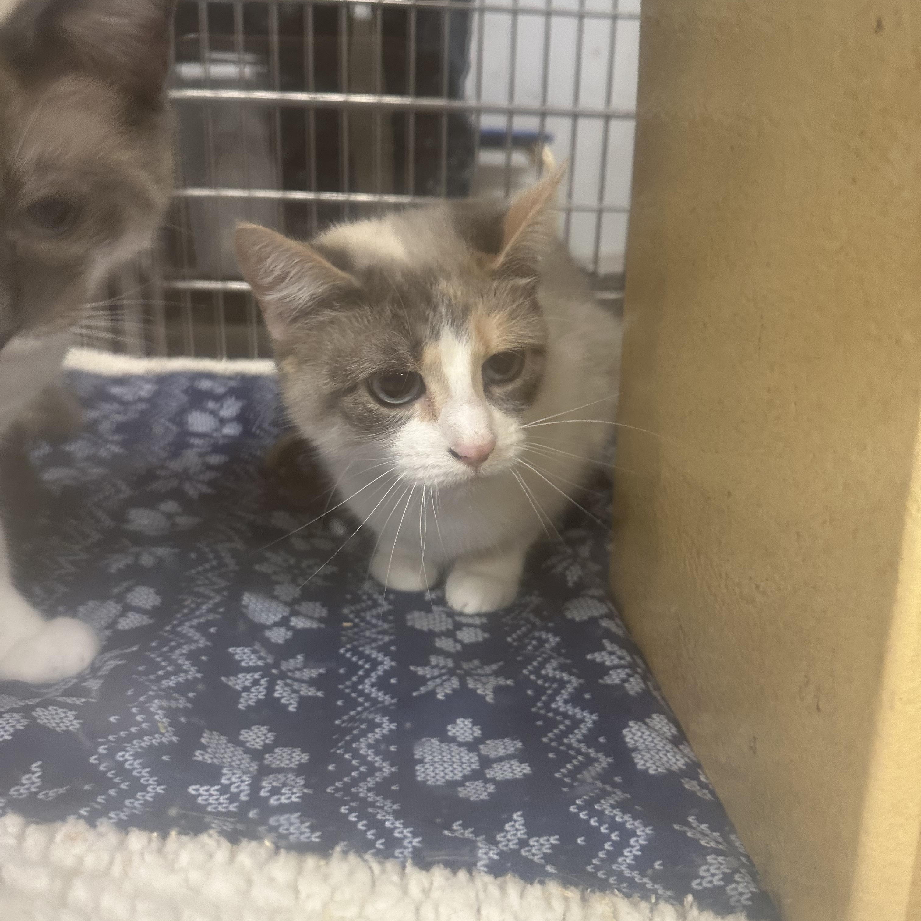 Sonja, ADOPTABLE, Adult Female Domestic Short Hair.