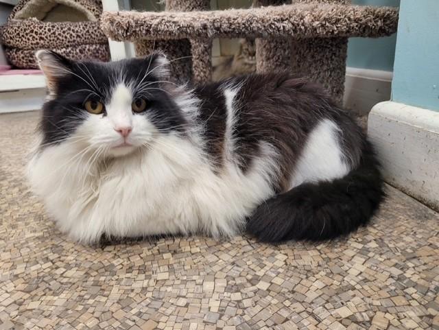 Moo, a ADOPTABLE Domestic Long Hair in Memphis, TN image 2/4