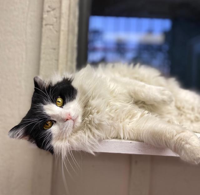 Moo, ADOPTABLE, Adult Male Domestic Long Hair.