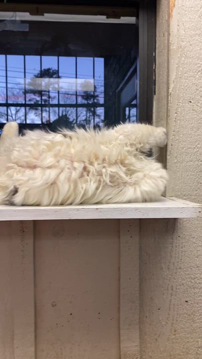 Enlarge Moo, a ADOPTABLE Domestic Long Hair in Memphis, TN video 4/4