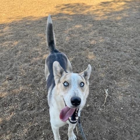 Enlarge Elsie, a ADOPTABLE mixed breed in Agua Dulce, CA image 5/6
