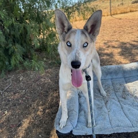 Enlarge Elsie, a ADOPTABLE mixed breed in Agua Dulce, CA image 2/6