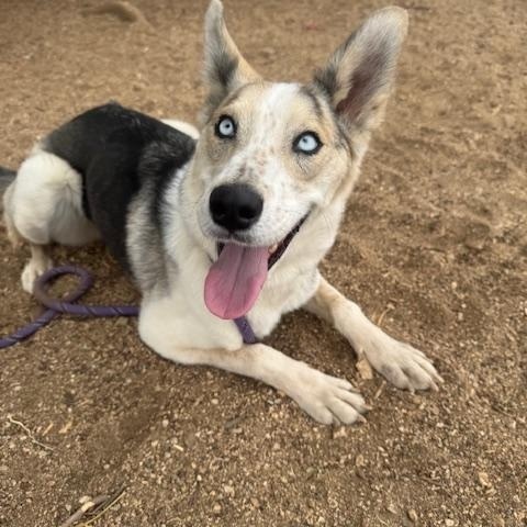 Enlarge Elsie, a ADOPTABLE mixed breed in Agua Dulce, CA image 4/6