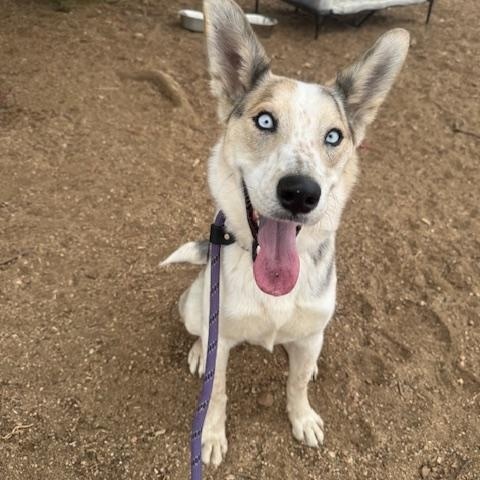 Elsie, ADOPTABLE, Young Female Husky & Australian Cattle Dog / Blue Heeler.