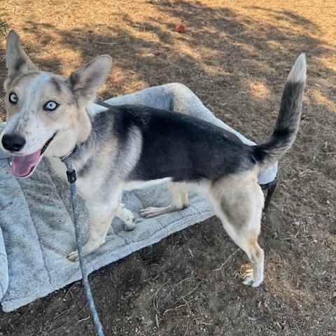 Enlarge Elsie, a ADOPTABLE mixed breed in Agua Dulce, CA image 6/6