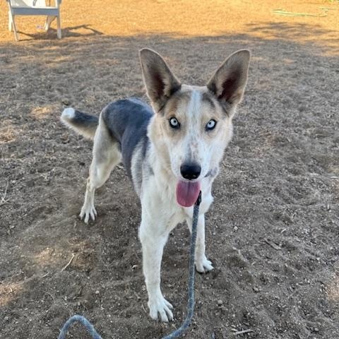 Enlarge Elsie, a ADOPTABLE mixed breed in Agua Dulce, CA image 3/6