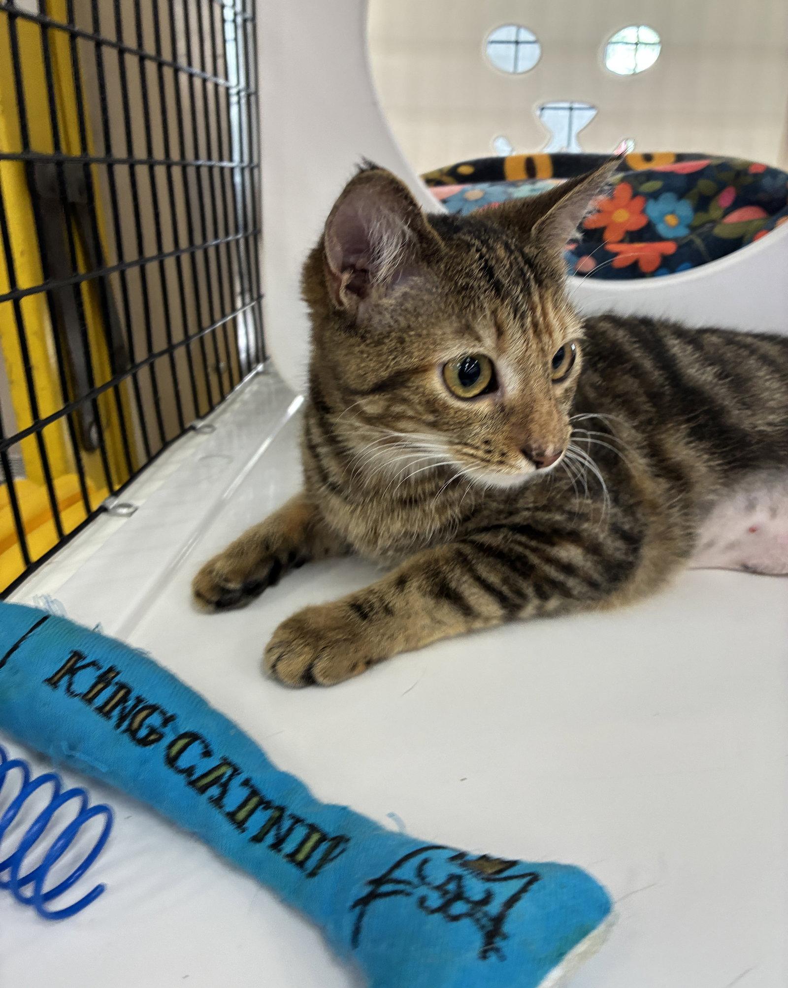 Dillon, Adoptable, Young Female Domestic Short Hair & Tortoiseshell.