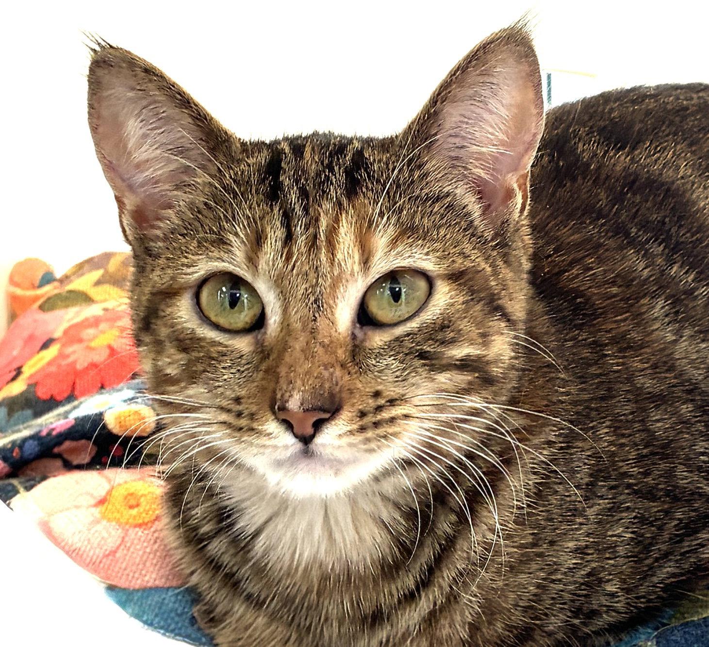 Enlarge Dillon, a Adoptable mixed breed in West Palm Beach, FL image 3/3