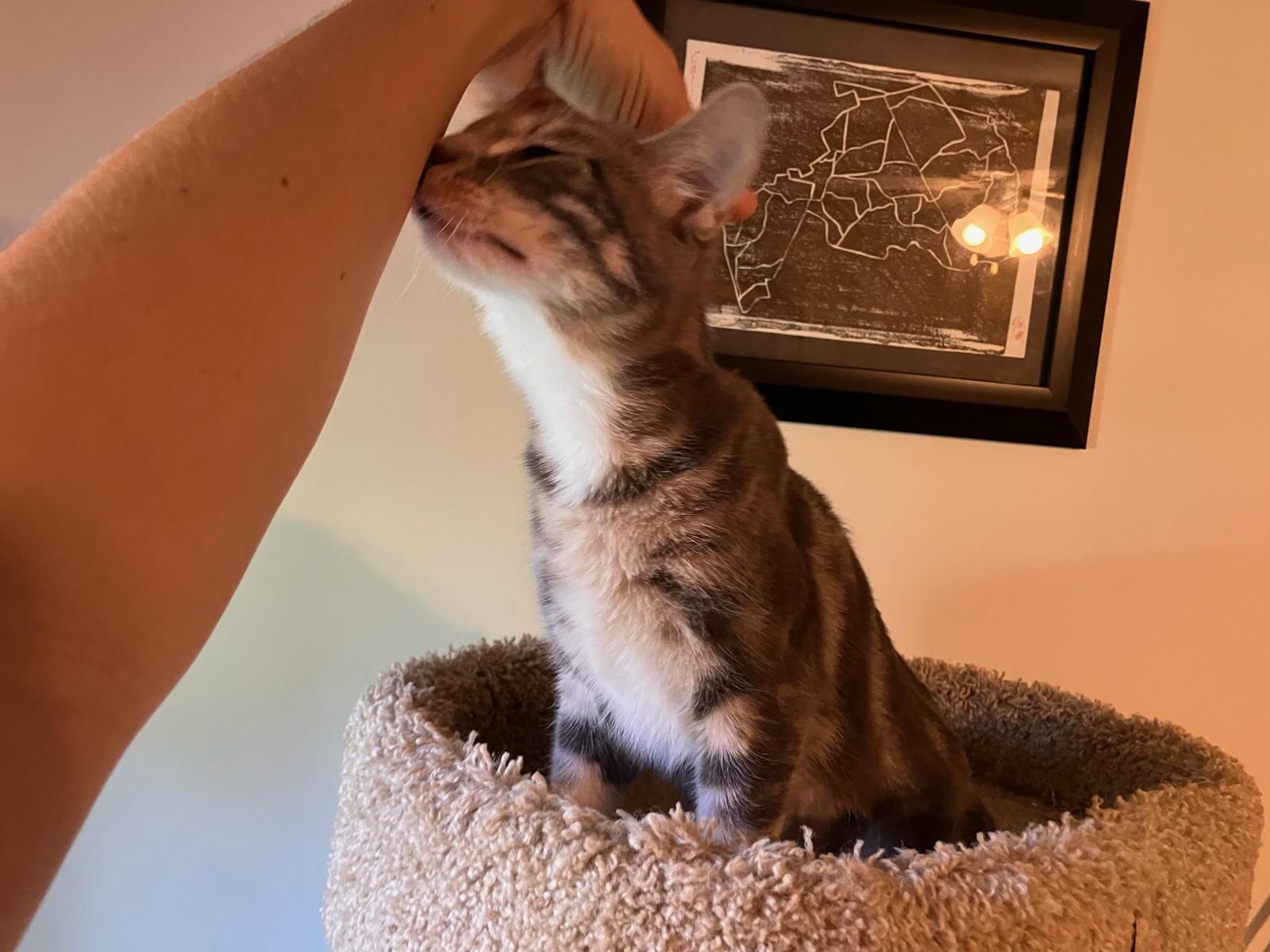Enlarge Bubbles, a Adoptable Domestic Short Hair in Raeford, NC image 3/6